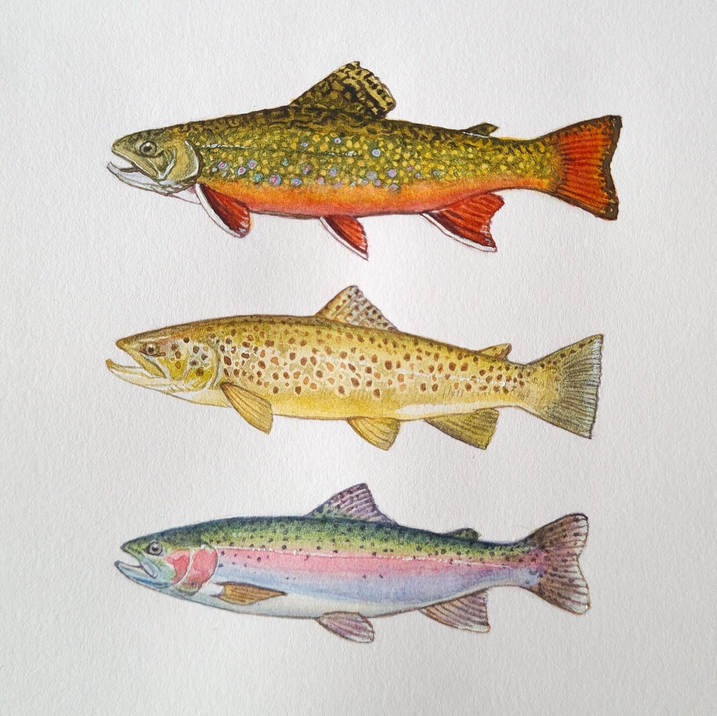 Trout trio watercolour painting